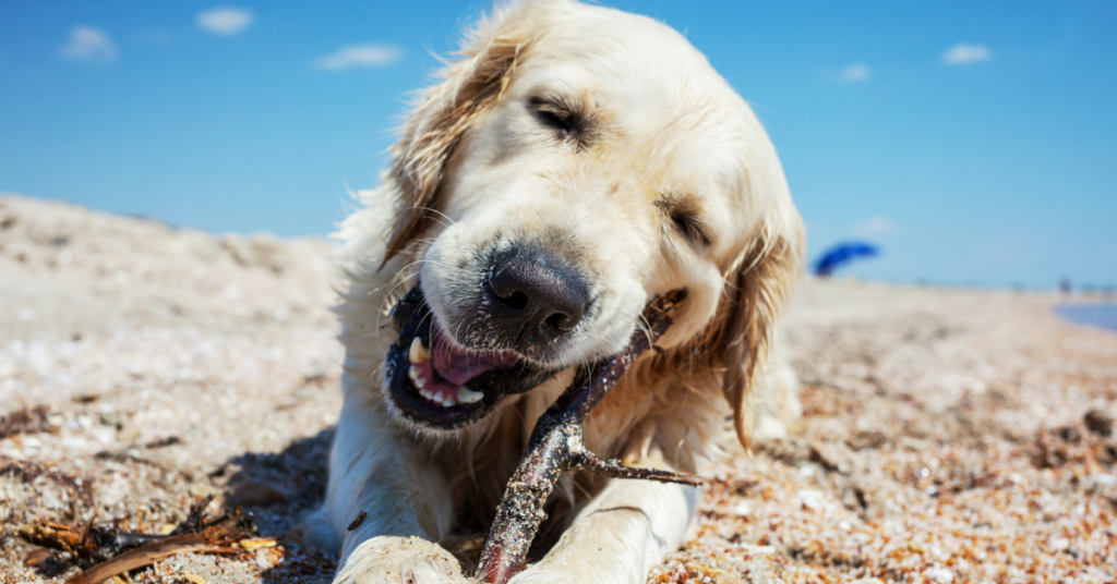 dogs-on-beach